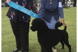 Maree Kennel Club Best Exhibit in Group Abwaj Our River Runs Deep Maree Kennel Club Best Exhibit in Group Abwaj Our River Runs Deep